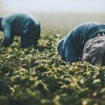 What Foreign Workers Should Know Before Looking for Seasonal Jobs in Abkhazia