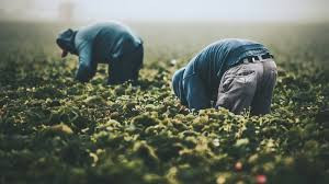 What Foreign Workers Should Know Before Looking for Seasonal Jobs in Abkhazia